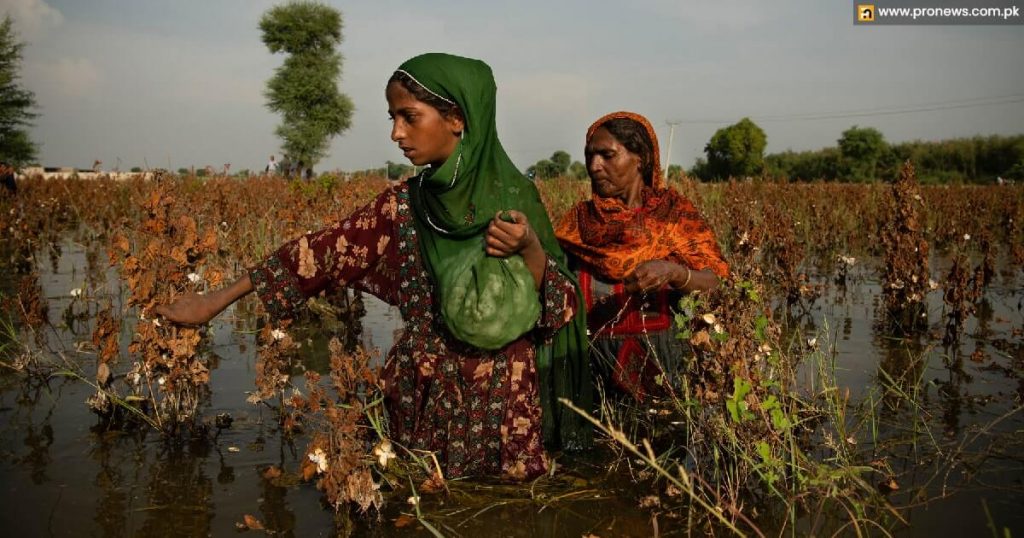 Loss of food crops due to overflows