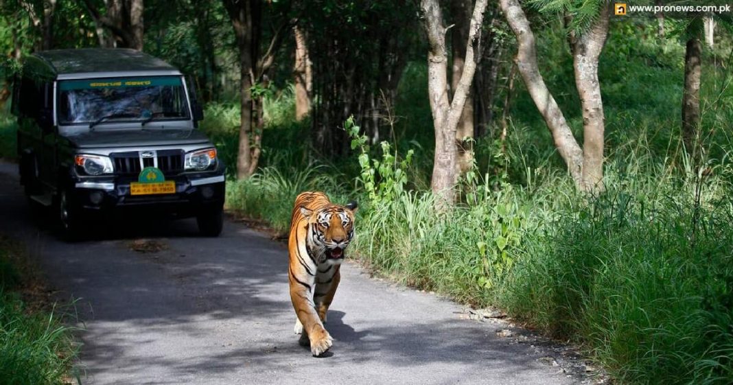 Tiger on the prowl at Indian university campus woodland