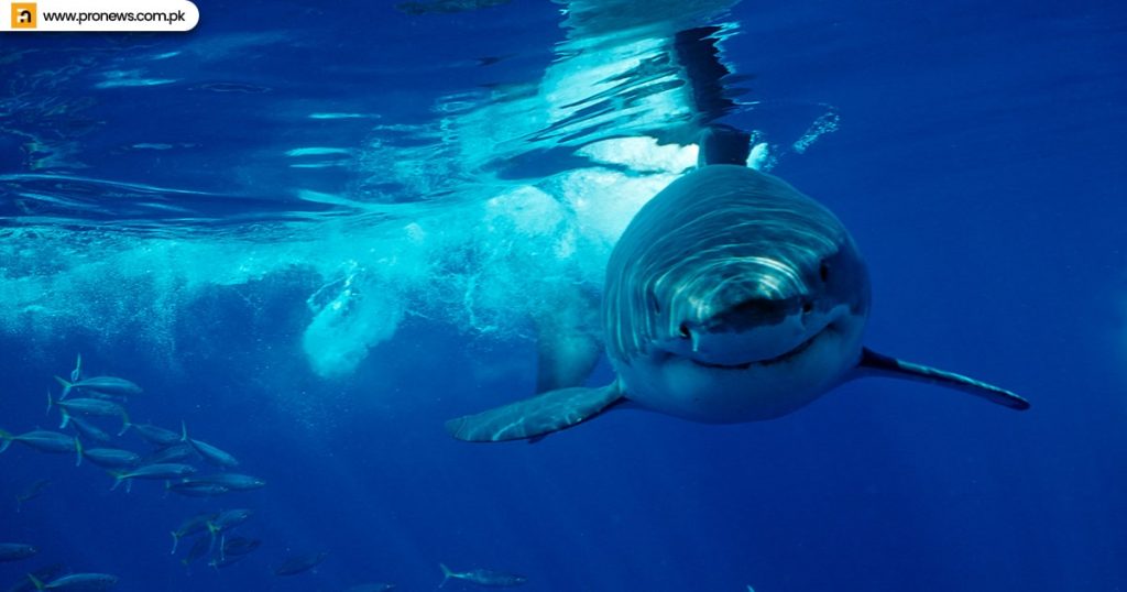 About white sharks in America