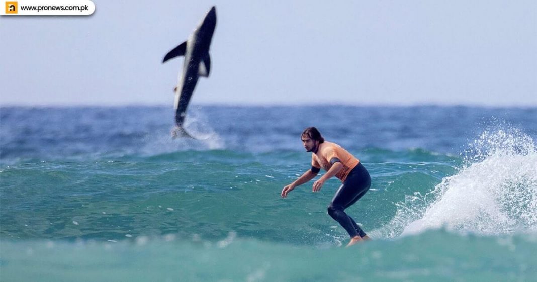 Wonderful white shark photobombs an epic photo of a surfer Photographer