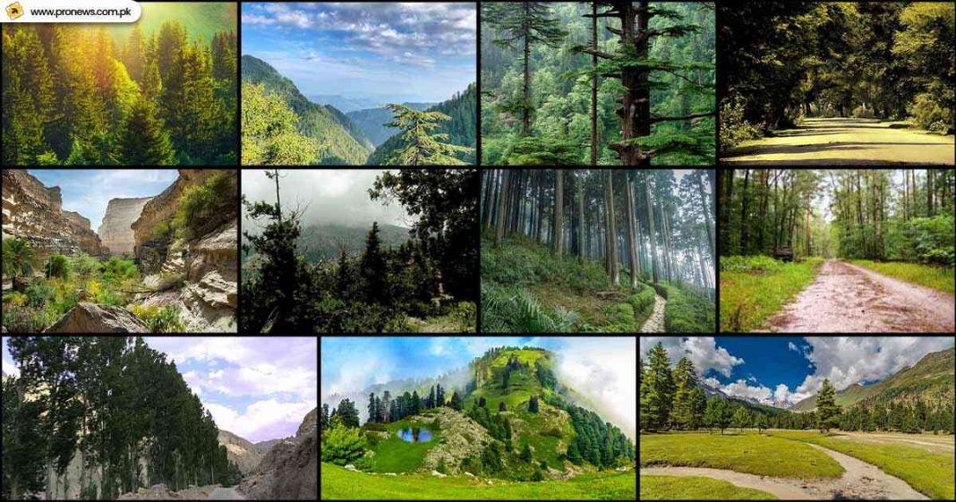 11 Most famous forests in Pakistan to explore once in a life