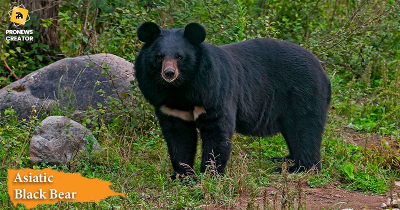 Asiatic Black Bear