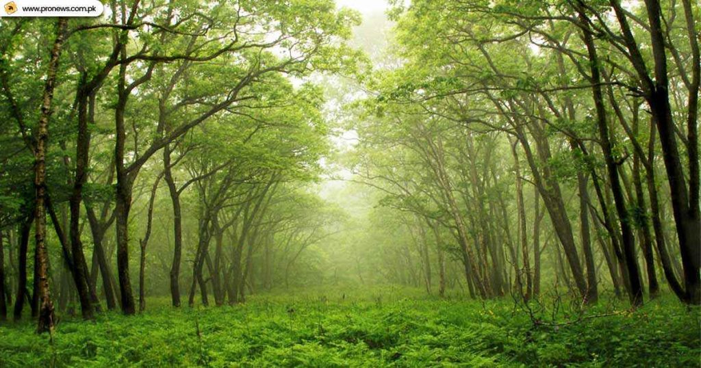 Changa Manga Forest