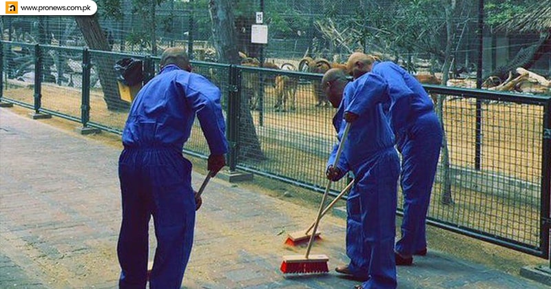 Cleaning of Zoo