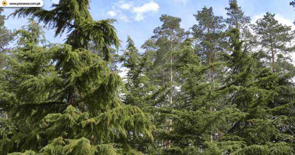 Deodar Forest