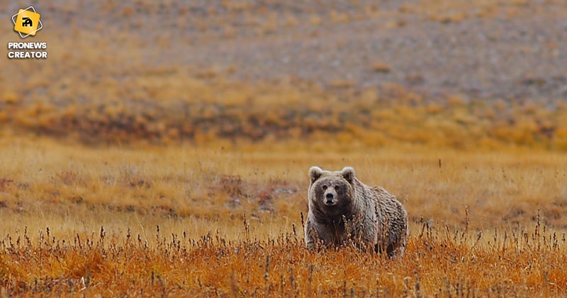 Deosai Fields