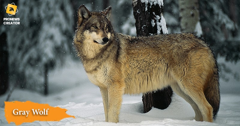 Gray Wolf