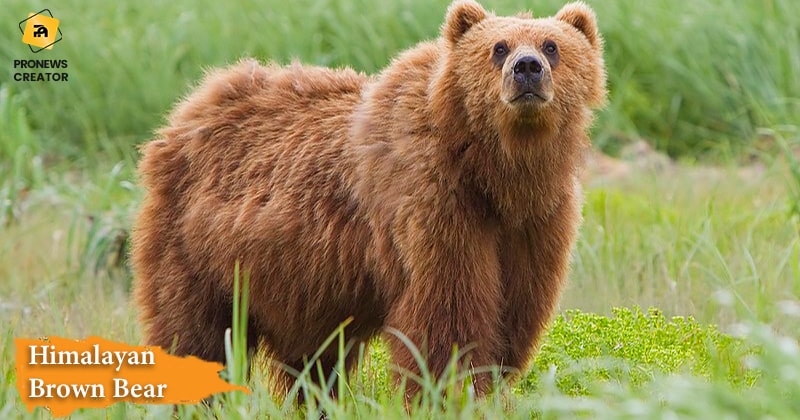 Himalayan Brown Bear