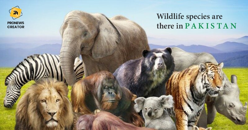 How many wildlife species are there in Pakistan