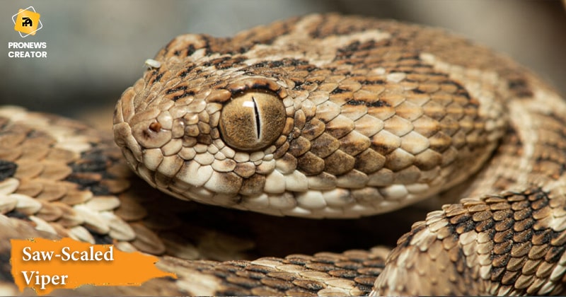 Indian Saw-Scaled Viper