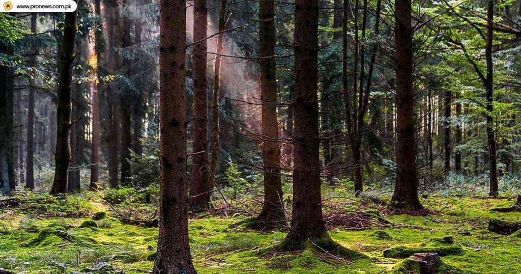 Indus Pine Forest