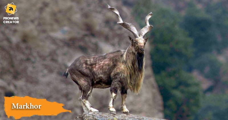 Markhor