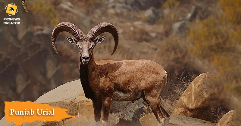 Punjab Urial