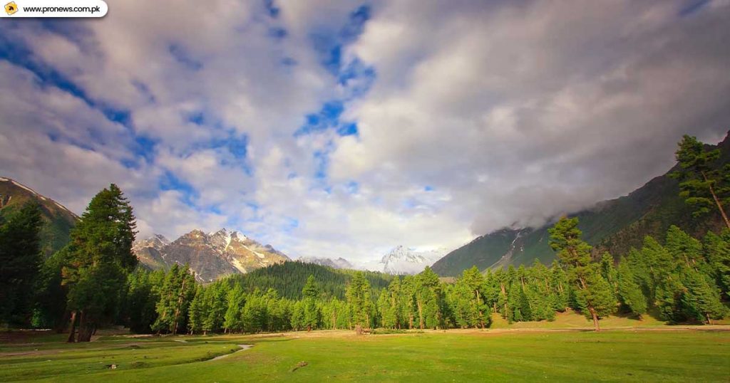 Rama Meadows forest