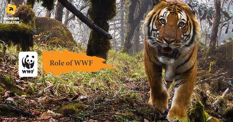 Role of the World Wildlife Fund for Nature (WWF)