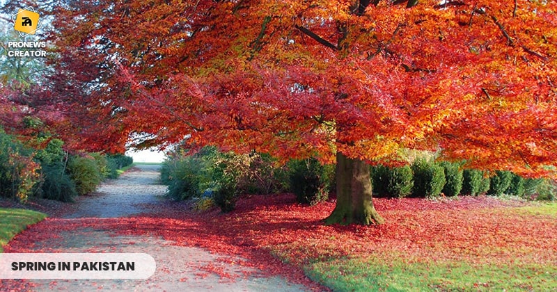 Spring in Pakistan