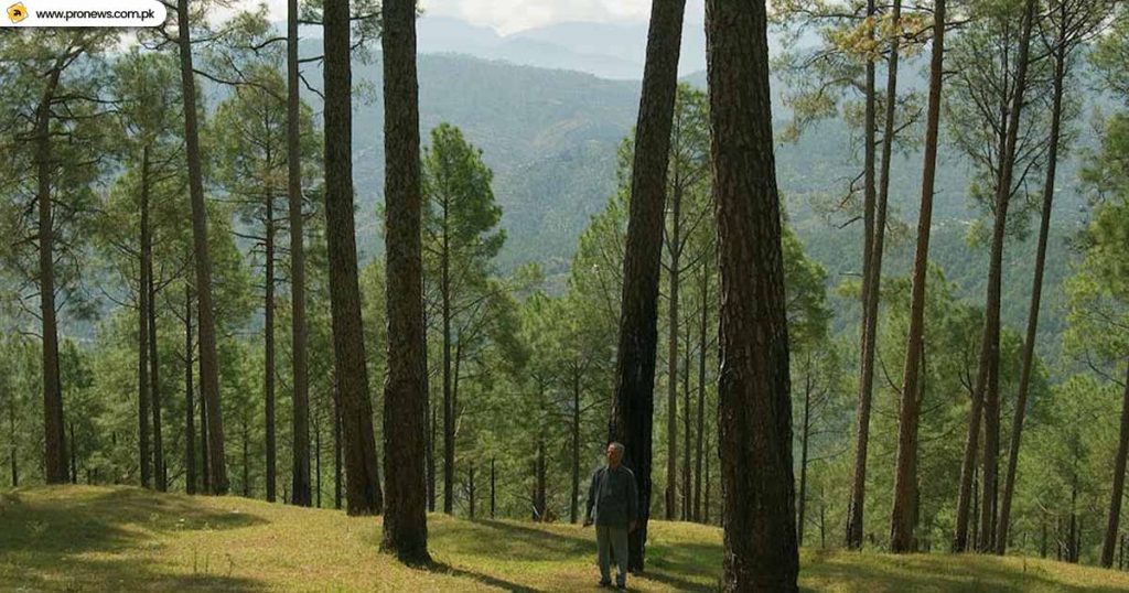 Subtropical Pine Forests