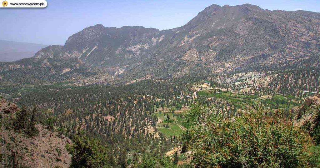 Ziarat Juniper Forest