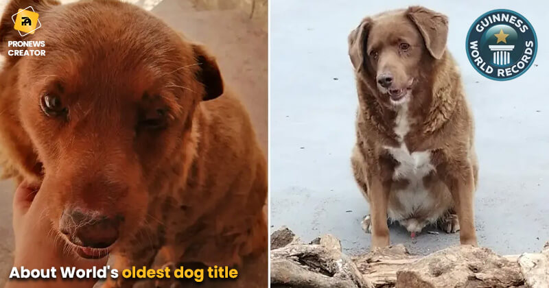 About World's oldest dog title