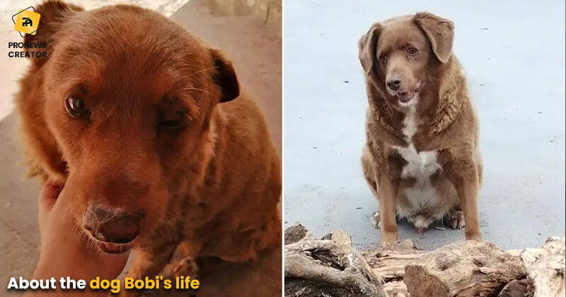 About the dog Bobi's life