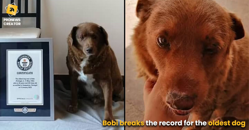 Bobi breaks the record for the oldest dog